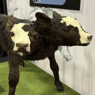 YouMadBro tweet media