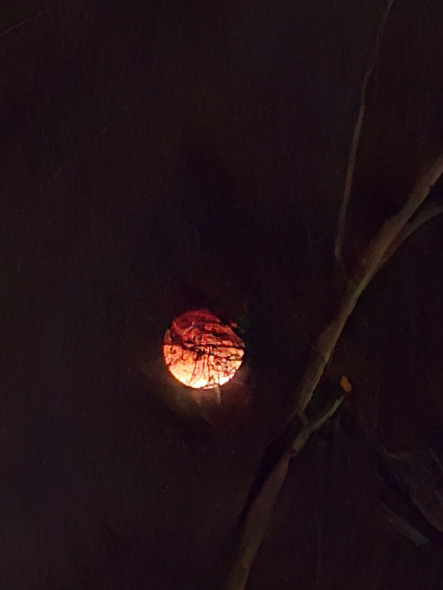 LEOTWPRX's tweet image. Ceremony was short but beautiful this morning. 
Spending time with Grandmother &amp;amp; the Ancestors. 
#Indigenous 
#NativeX 
#BloodMoon