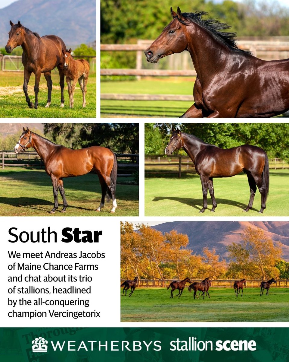 International Thoroughbred tweet media