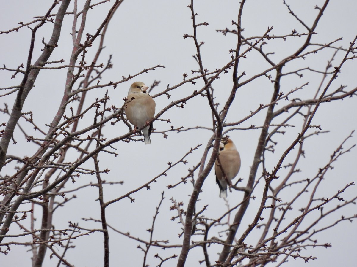 3月になり、鳥ちゃんたちも賑やかに。 証拠写真程度ですが、木の高い