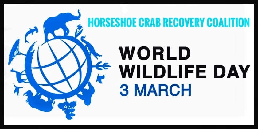 Horseshoe Crab Recovery Coalition tweet media