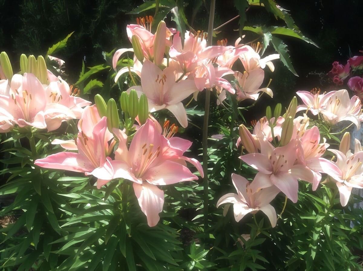 Bloomify tweet media