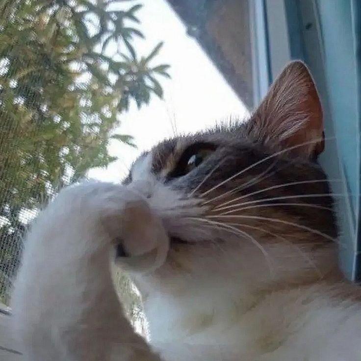 Kalau kamu bisa tuker nyawa sama kucing seharian, mau ngapain aja?