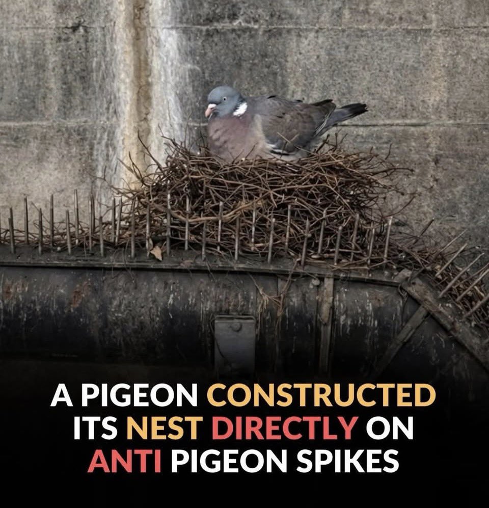 Just a reminder that Pigeons are intelligent creatures….