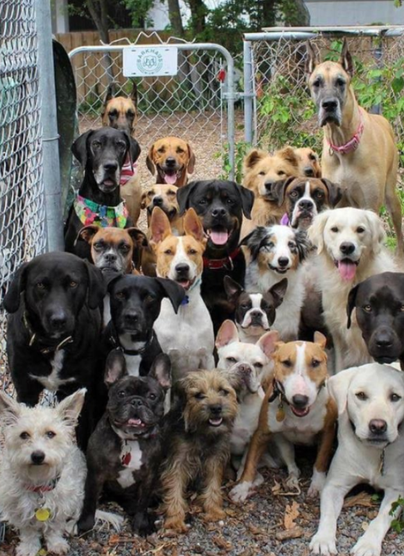 Tweets of Dogs tweet media