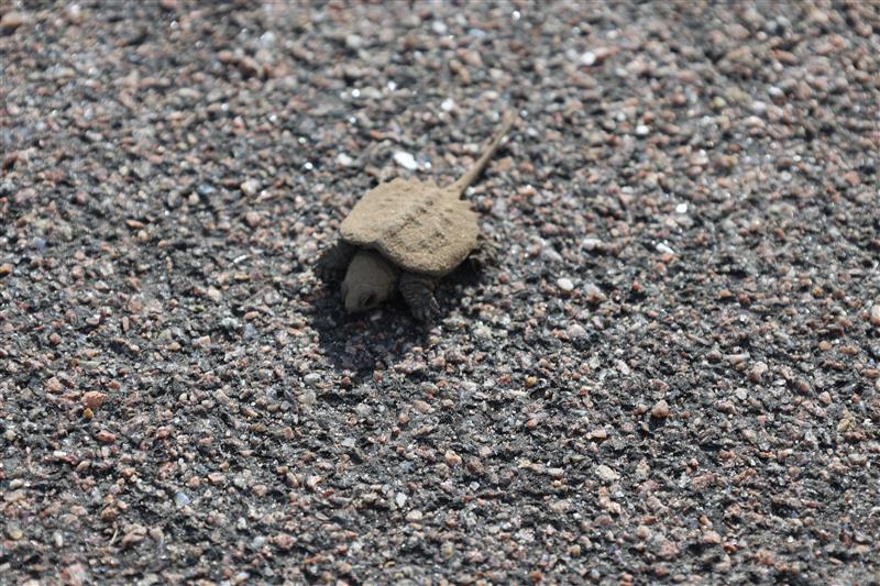 St Paul USACE tweet media