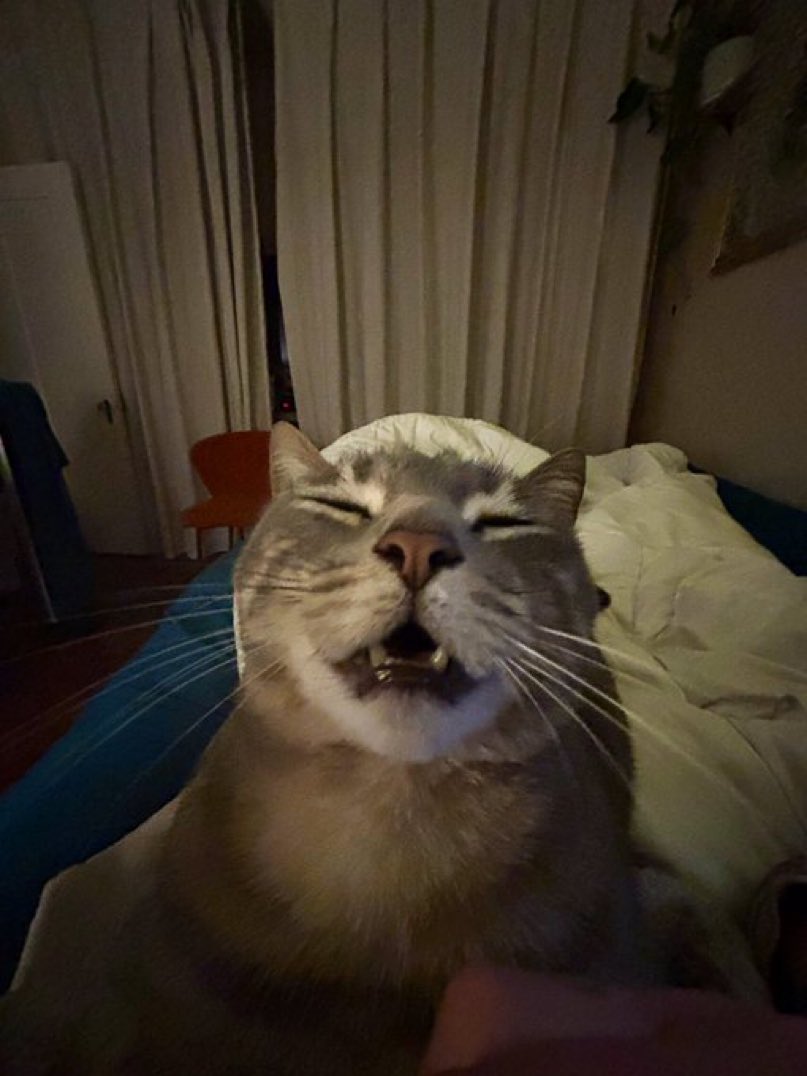 Cats with their heads held back tweet media