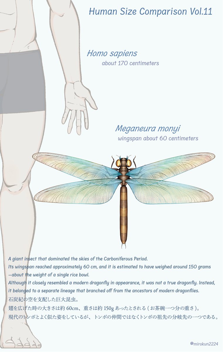 mirokunn2224's tweet image. #Carboniferous #illustrations #古生物 #イラスト  メガネウラと人間のサイズ感比較
こうしてみると規格外の大きさがよく分かる
石炭紀の空はこんな昆虫たちが支配していた