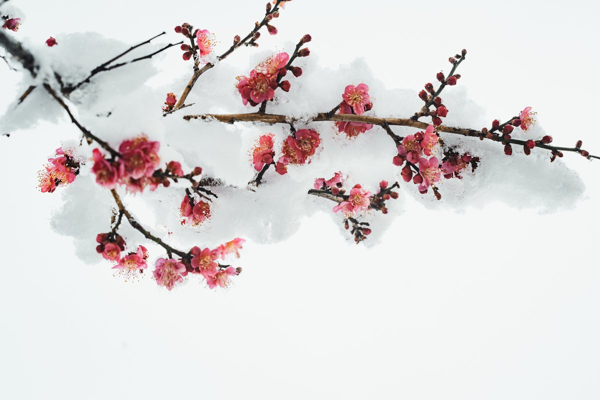 Kouji Tomihisa tweet media