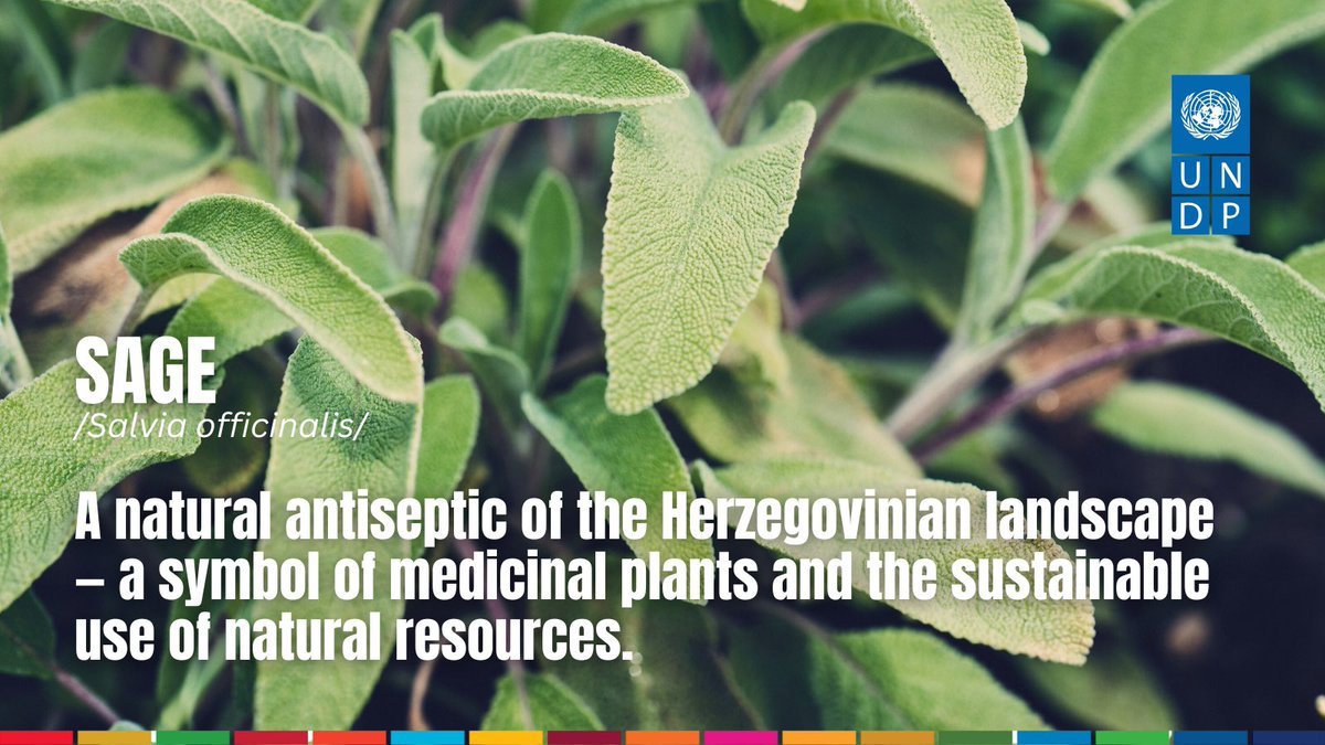 Renaud Meyer tweet media