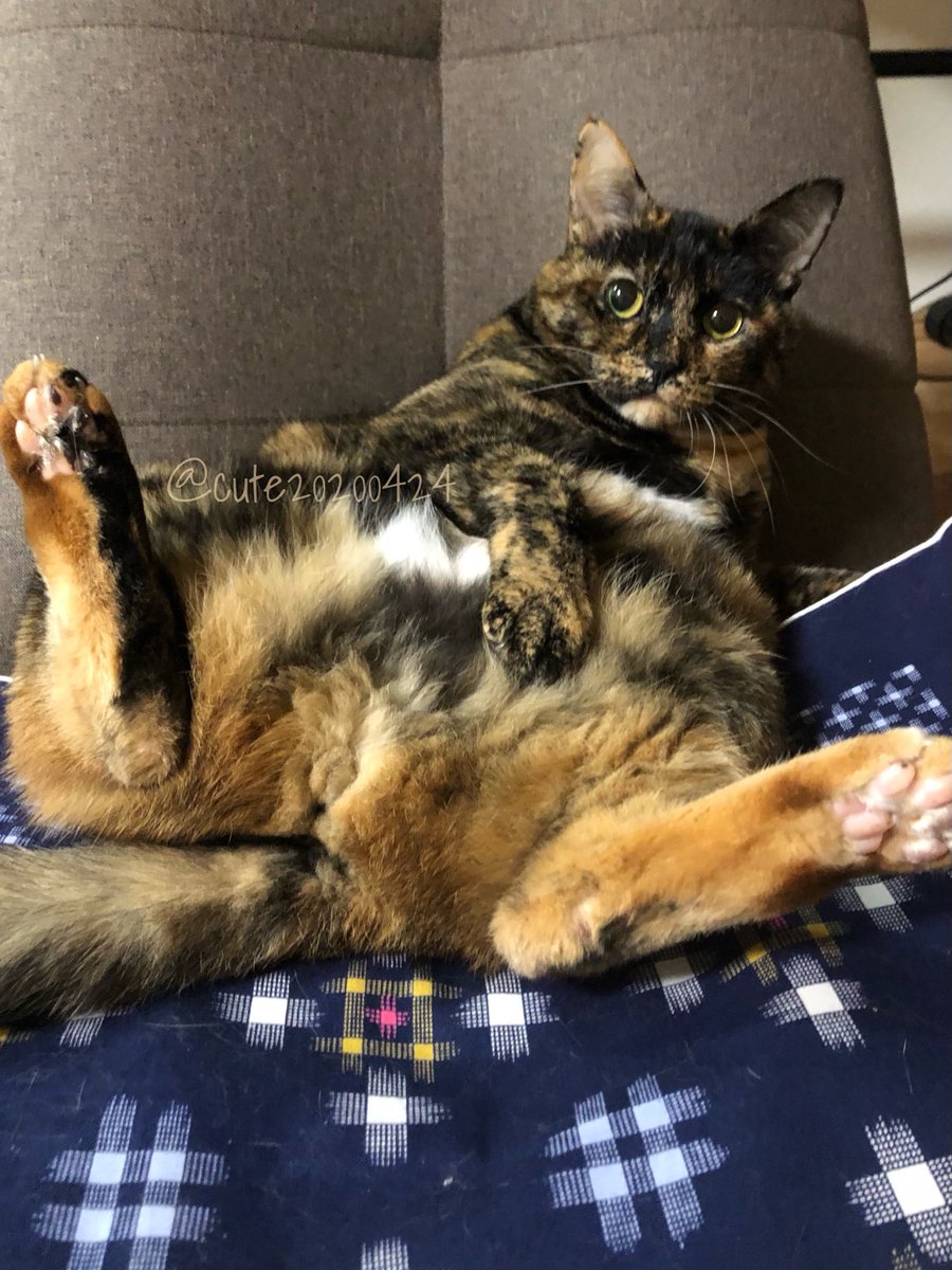 エクレアみたいな足のきゅーちゃん