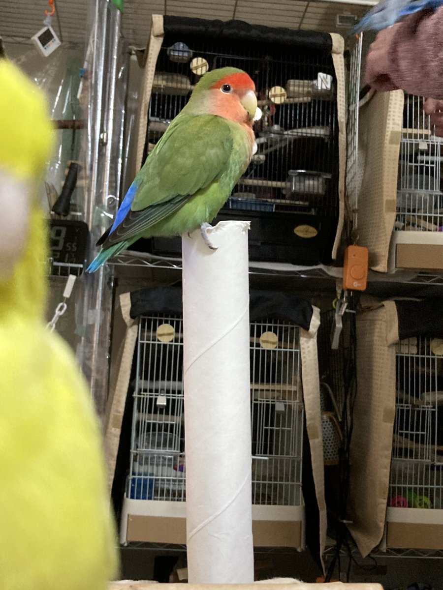 ふゆはなんでも噛みちぎるので、キッチンペーパーの芯をこのように刺しているんですが、止まり木にしていたりします