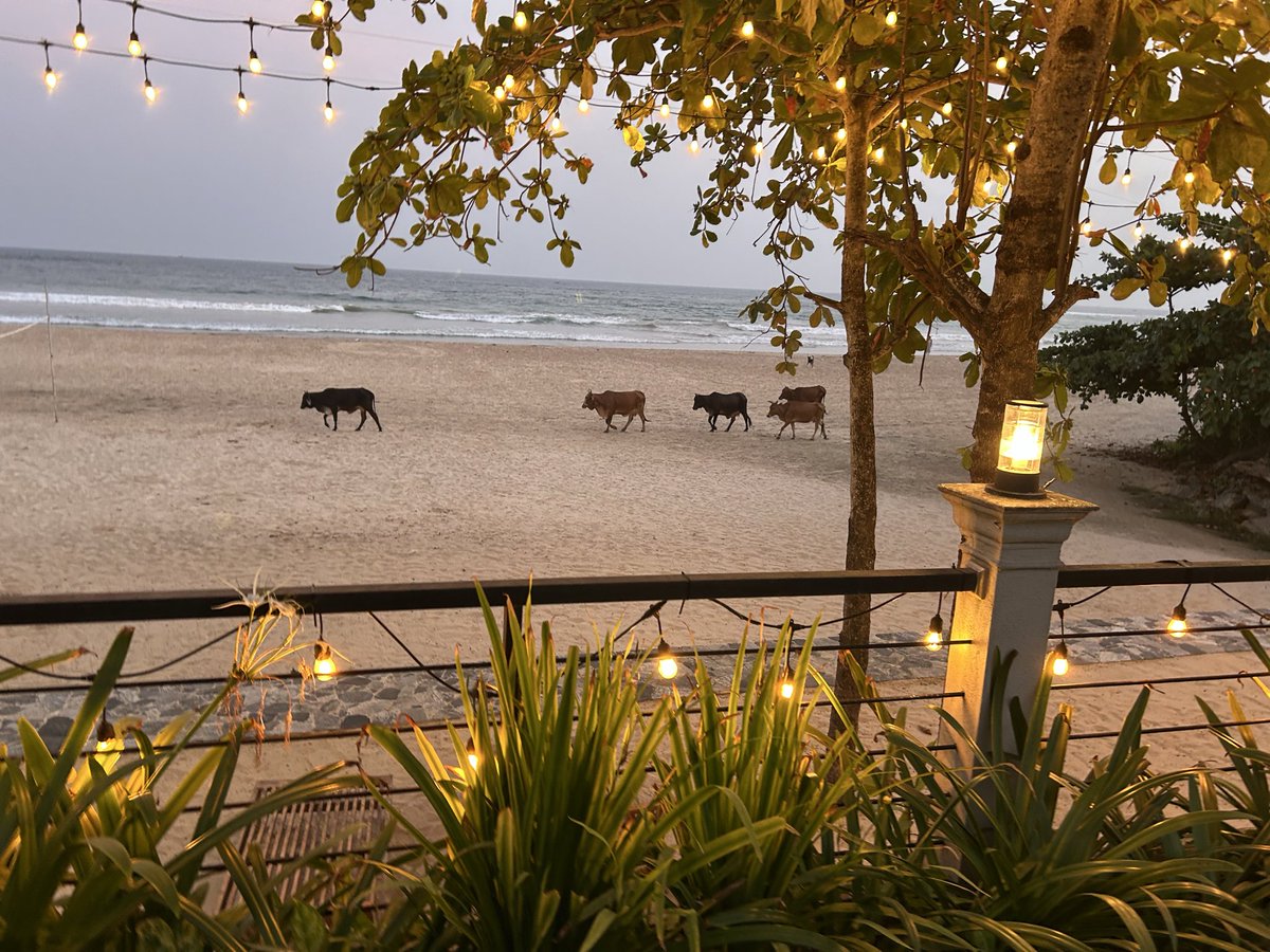 Doing the resort thing for a couple nights.  Bonus: beach cows