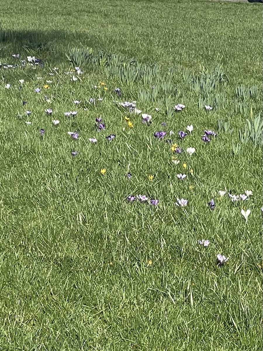 devereux1655's tweet image. Well I managed a very fast 45 minute walk in on my lunch (which I often end up working thru) the sun is shining- what a difference that ball of fire in the sky makes! Full clinic now all afternoon but feel refreshed! #walk #steps #sun #grateful #crocus 🚶🏻‍♀️🚶🏻‍♀️🚶🏻‍♀️🚶🏻‍♀️🚶🏻‍♀️🚶🏻‍♀️
