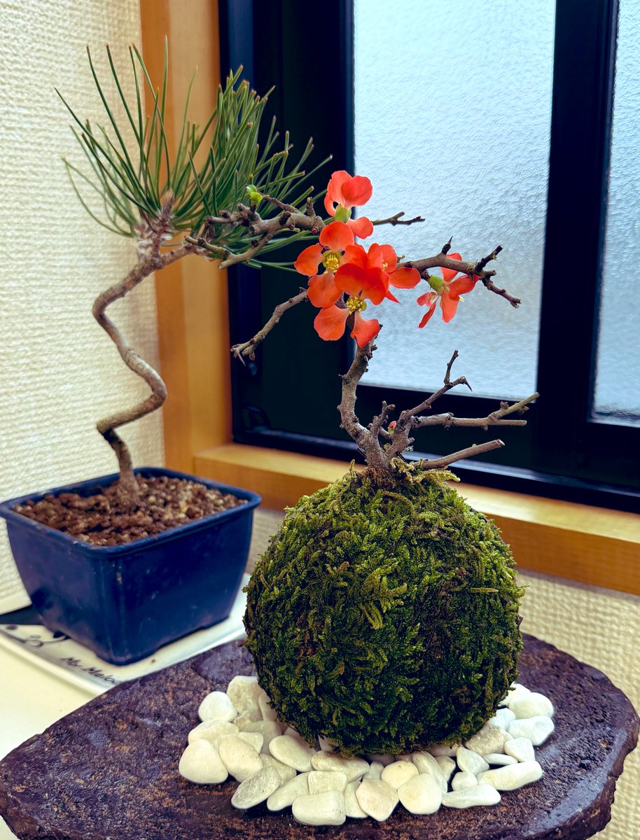 chixxs7's tweet photo. 先月、彼からのプレゼントで
家に届いた〚盆栽〛が
ちゃんと花咲かしてくれて可愛い(  ˉ ˘ ˉ  )🧡 https://t.co/2eB9nhNJsJ