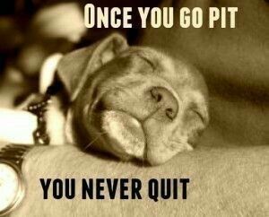 Pit Bulls Against Discrimination tweet media