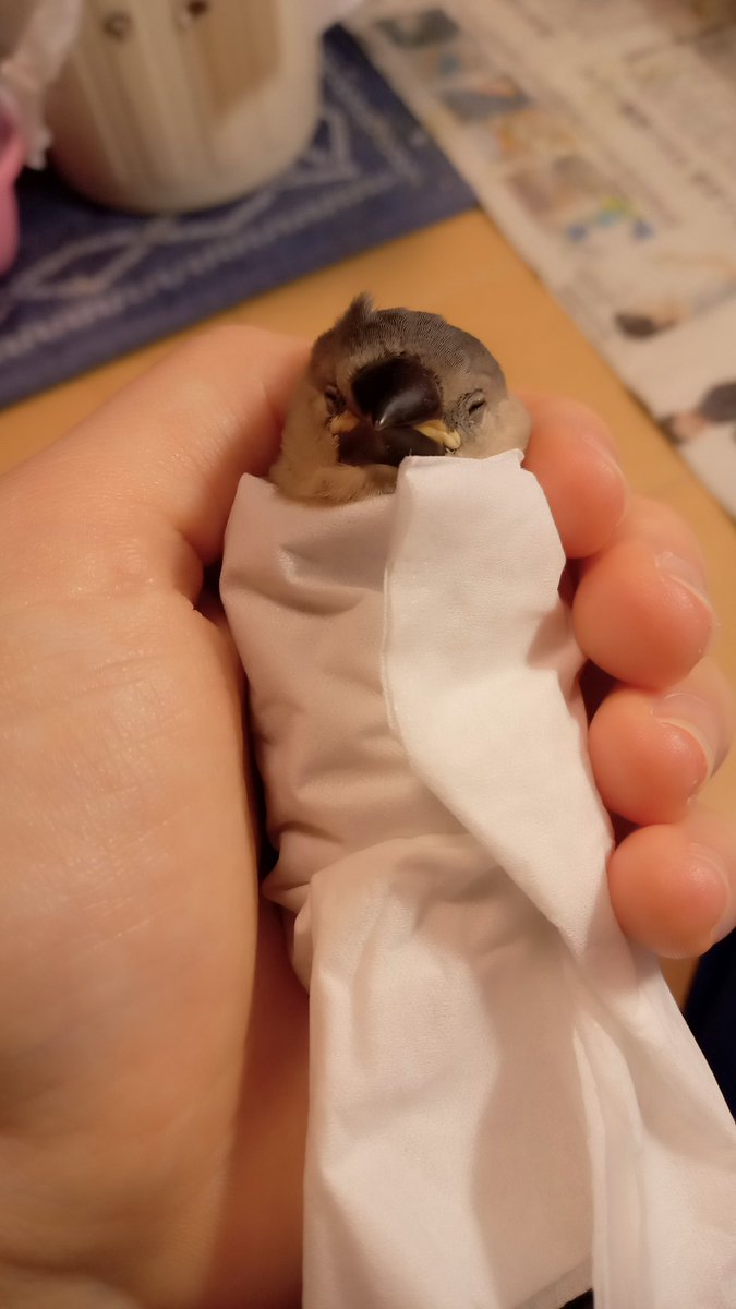BuncheeAZ's tweet photo. あまりにもバブ🍼👶 https://t.co/yxRvv48bdw
