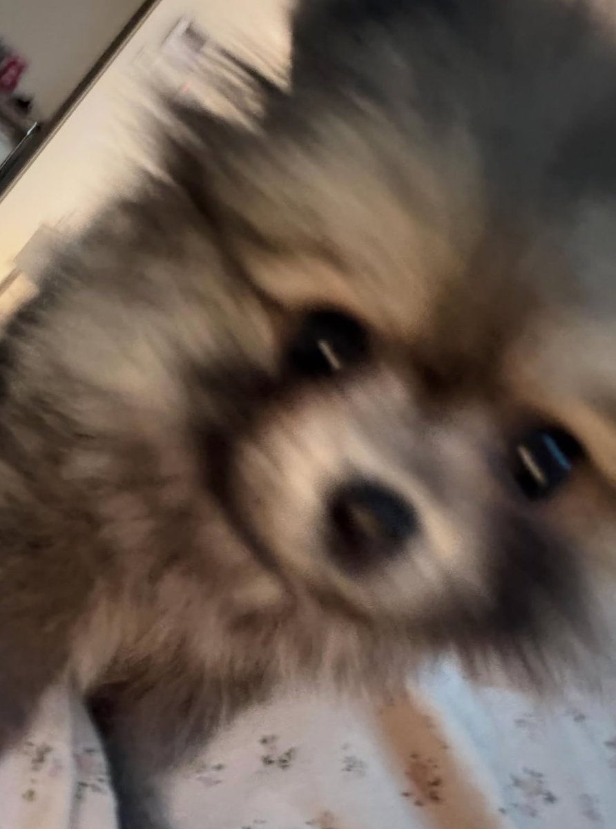 chaein loops tweet media