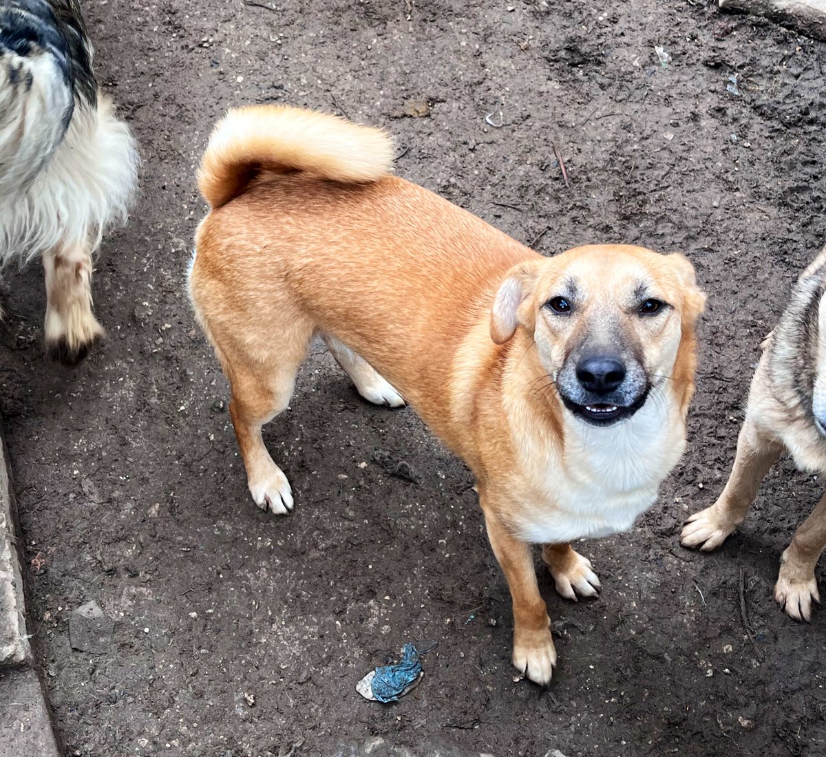 З цим грйобаним Тік током, я геть випустила з голови збір на їжу…😭💔

🥩 send.monobank.ua/jar/9uoQq3s3HS
💳🫙 4441111121449312
🥩 privat24.ua/send/h8bhp
💳 ✉️ 5168752143364902

Долучіться бумласочка🙏🏼🐾💔
