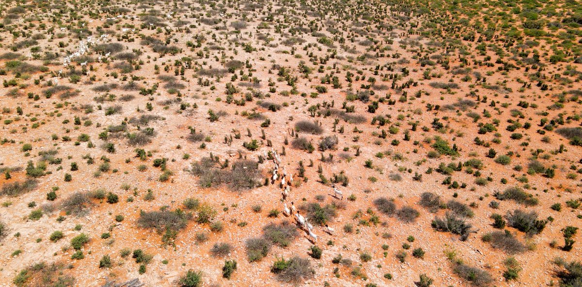 FAO in Somalia tweet media