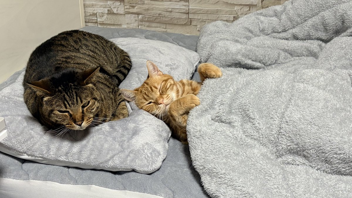 猫用寝床で寝ろや！