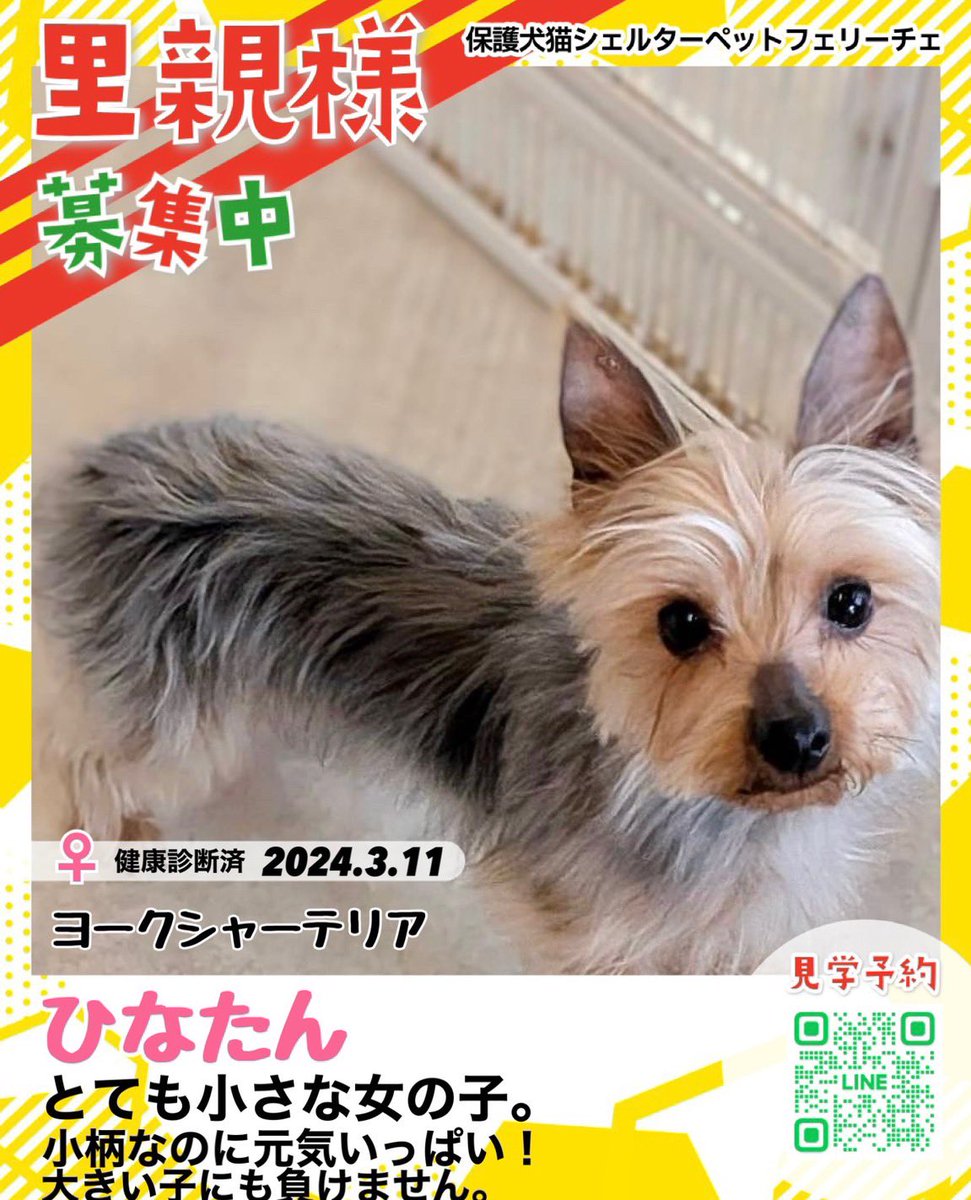 里親様募集中🐾】 名前.▹ひなたん #ヨークシャーテリア 2024.3.11