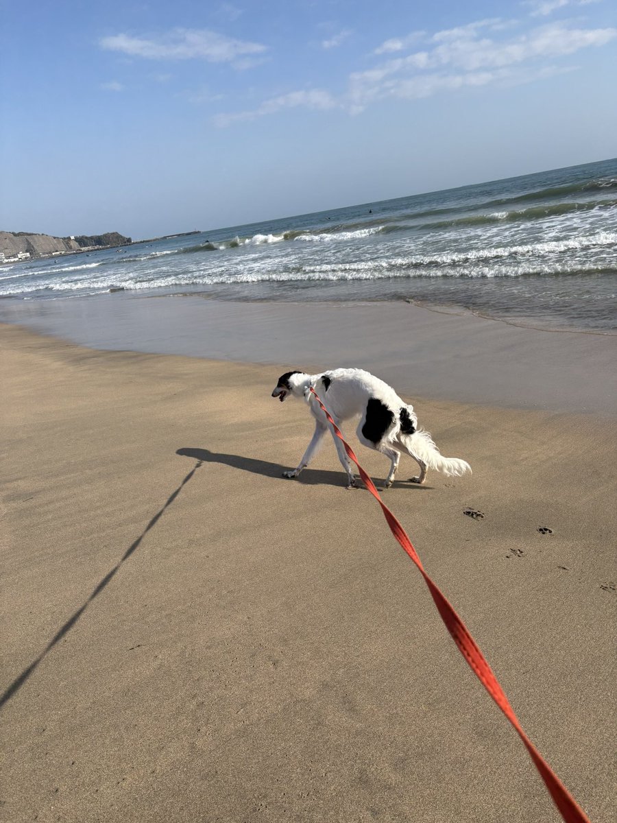 シュカタンポイフル tweet media