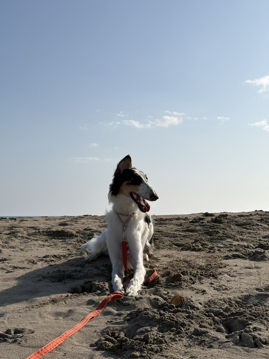 シュカタンポイフル tweet media