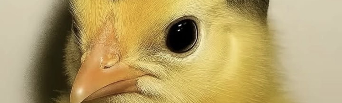 hindz5544's tweet photo. حلاقة أخوك الصغير بالعيد