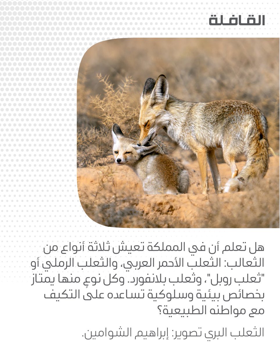 QafilahMagazine's tweet photo. #اليوم_العالمي_للحياة_الفطرية 
تصوير: إبراهيم الشوامين @IAlshwamin https://t.co/4xG4o7LV13