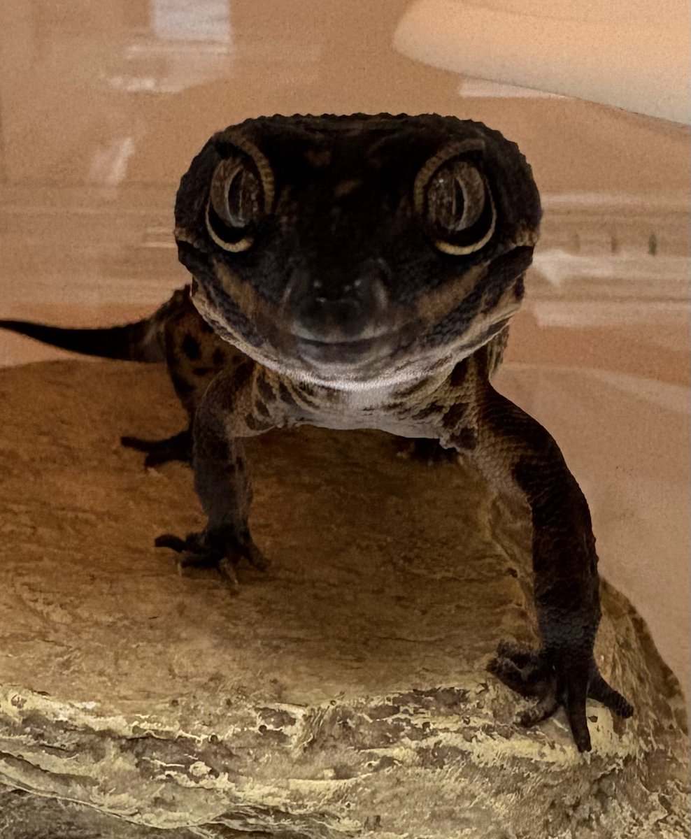 arinofps's tweet photo. 1.クイン※ハイイエロー、始祖、陽キャ餌は全て自分のだと思ってる

2.ボン※トレンパーhetブリザード、引き篭もり、ビビると俊敏

3.黒豆※ブラックナイト、目パッチリイケメン女子

4.チャビ※WOアルビノ、デカさ戦車級、チャビタンク

#爬虫類好きと繋がりたい
#レオパ
#ニシアフ https://t.co/e37OGwaY95