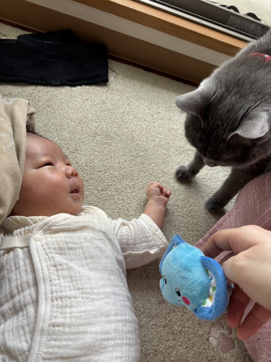 FIP08409915's tweet photo. はじめましての距離、あと10センチ。
じーっと見つめ合うふたりに、パパは静かに見守り隊。
これからどんな関係になるのか楽しみ。

#赤ちゃんのいる暮らし #猫のいる暮らし #初対面 #見つめ合い #癒し #成長記録 #猫好きさんと繋がりたい https://t.co/Z7wxWq5PlX