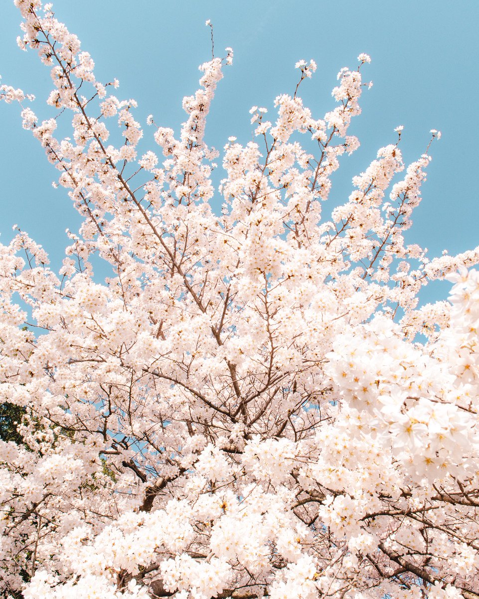 Visit Washington, DC tweet media