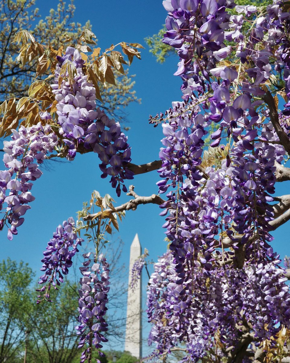 Visit Washington, DC tweet media