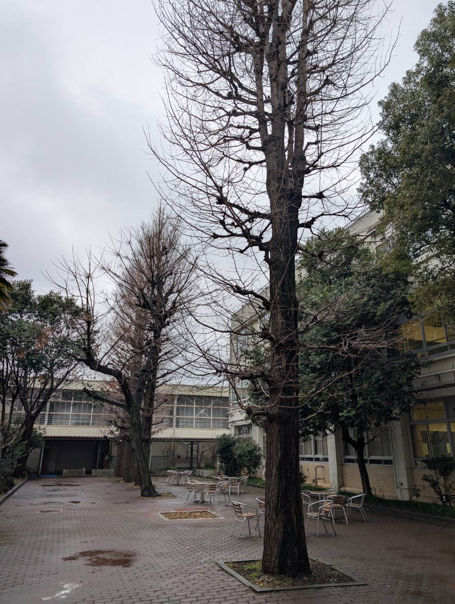 MuSaKou1940's tweet photo. 冷たい雨になりました。雨の日の中庭は墨絵みたいで、なんだか落ち着きます。

#都立武蔵丘 #武蔵丘同窓会 #上鷺宮 #鷺ノ宮 #富士見台 #中村橋 https://t.co/9RN7hKECZB