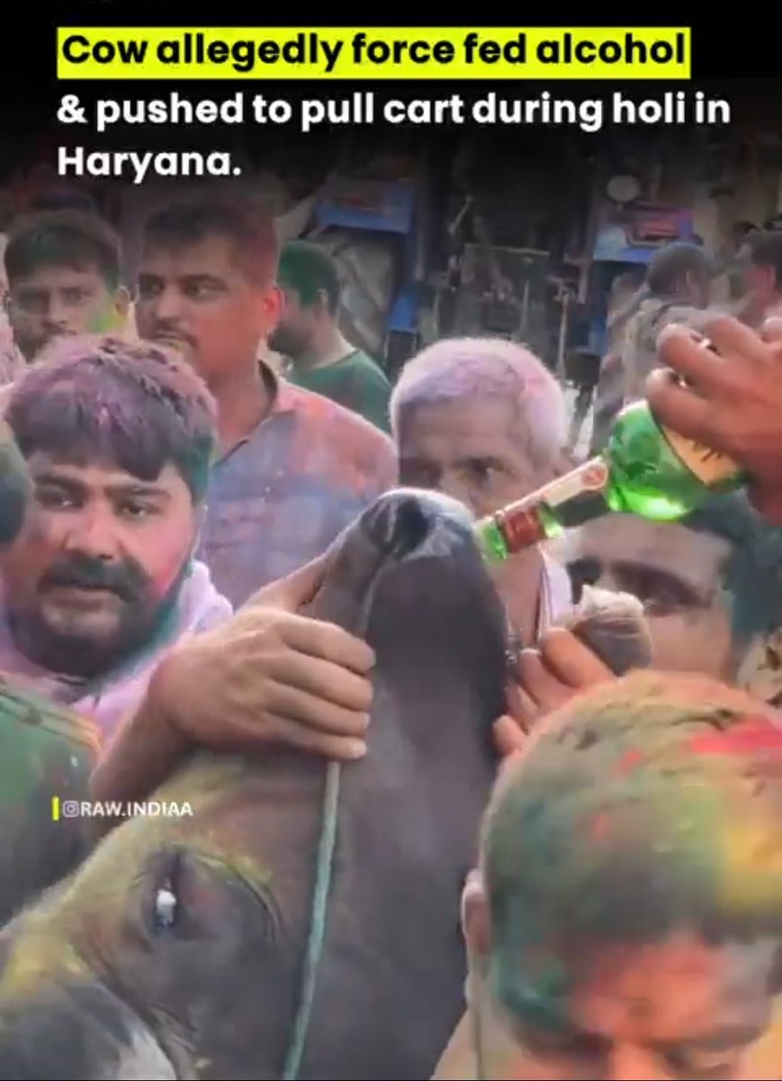 The Two Indias
- Muslim boys booked for a skull cap prank on a cow.
- Hindu mob force-feeds liquor to a cow during Holi. No arrests.

The cow is sacred... but apparently only when a Muslim is nearby.