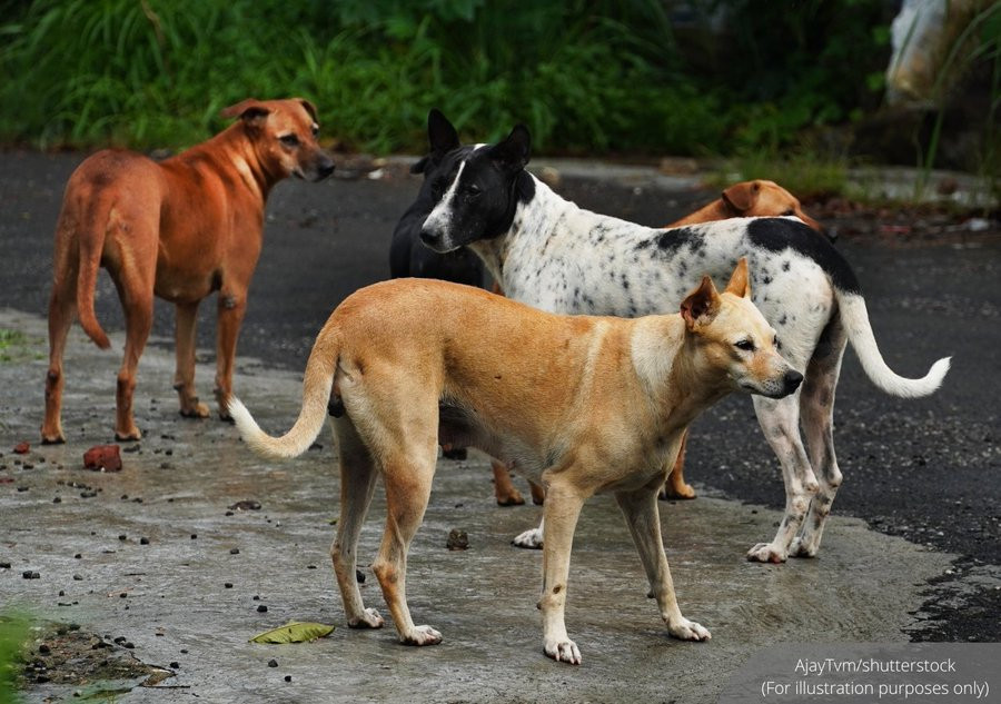 Eleven stray dogs were found dead and were believed to have been poisoned in Taman Malaysia, Seremban, said Furrykids Safehaven.

The dogs were known to the community, as they were fed, monitored and, in several cases, sterilised.

Due to the absence of direct witnesses and the