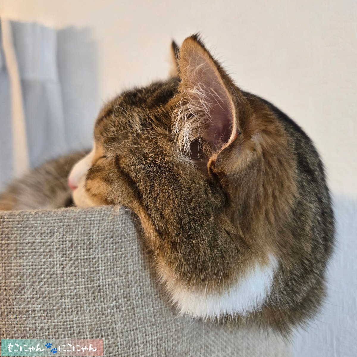 どこから見ても可愛い寝(〃艸〃)🩷