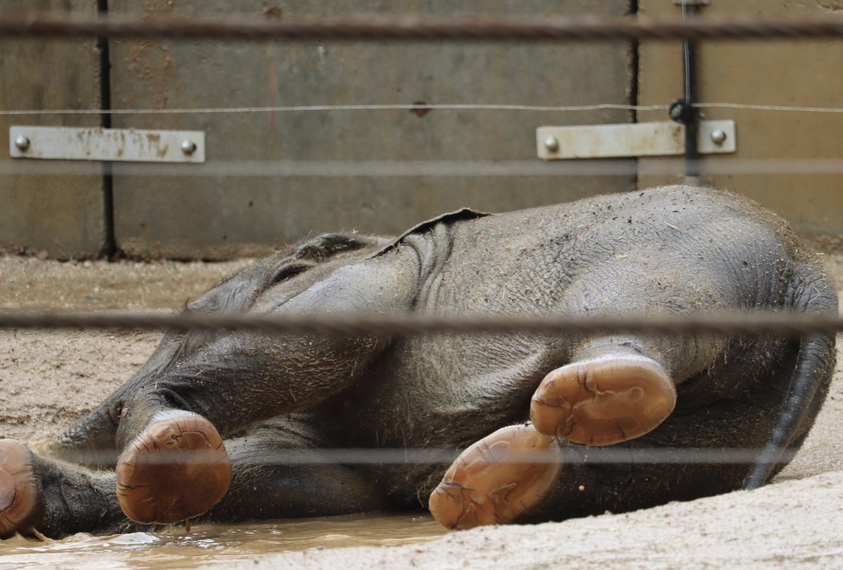 赤ちゃんゾウの足の裏👣

#安佐動物公園　#マルミミゾウ　#アオ