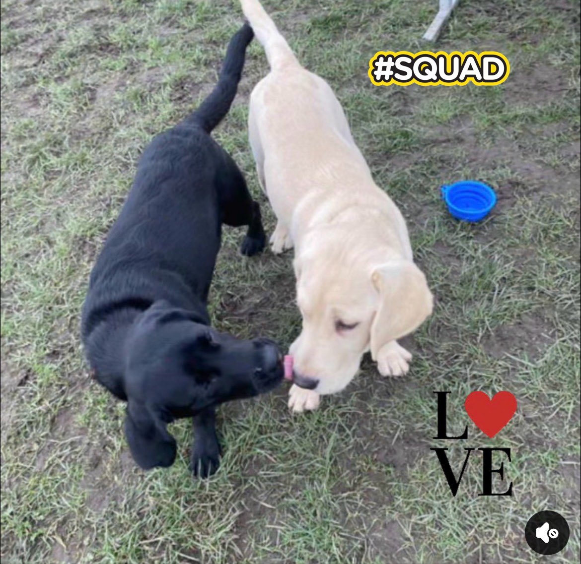 Solihull Guide Dogs tweet media