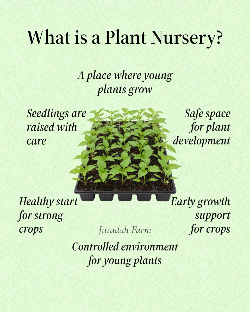 ThompsonJumoke's tweet photo. 🌱𝐒𝐓𝐎𝐏 𝐛𝐥𝐚𝐦𝐢𝐧𝐠 𝐲𝐨𝐮𝐫 𝐡𝐚𝐫𝐯𝐞𝐬𝐭… 𝐜𝐡𝐞𝐜𝐤 𝐲𝐨𝐮𝐫 𝐧𝐮𝐫𝐬𝐞𝐫𝐲 𝐟𝐢𝐫𝐬𝐭.🌱

👩🏾‍🌾𝑴𝒐𝒔𝒕 𝒇𝒂𝒓𝒎𝒆𝒓𝒔 𝒇𝒐𝒄𝒖𝒔 𝒐𝒏 𝒕𝒉𝒆 𝒇𝒊𝒆𝒍𝒅. 
𝑺𝒎𝒂𝒓𝒕 𝒇𝒂𝒓𝒎𝒆𝒓𝒔 𝒇𝒐𝒄𝒖𝒔 𝒐𝒏 𝒕𝒉𝒆 𝒔𝒆𝒆𝒅𝒍𝒊𝒏𝒈𝒔.👨🏽‍🌾  

#nigeria 
#Trending https://t.co/dBJYoyzL1Y