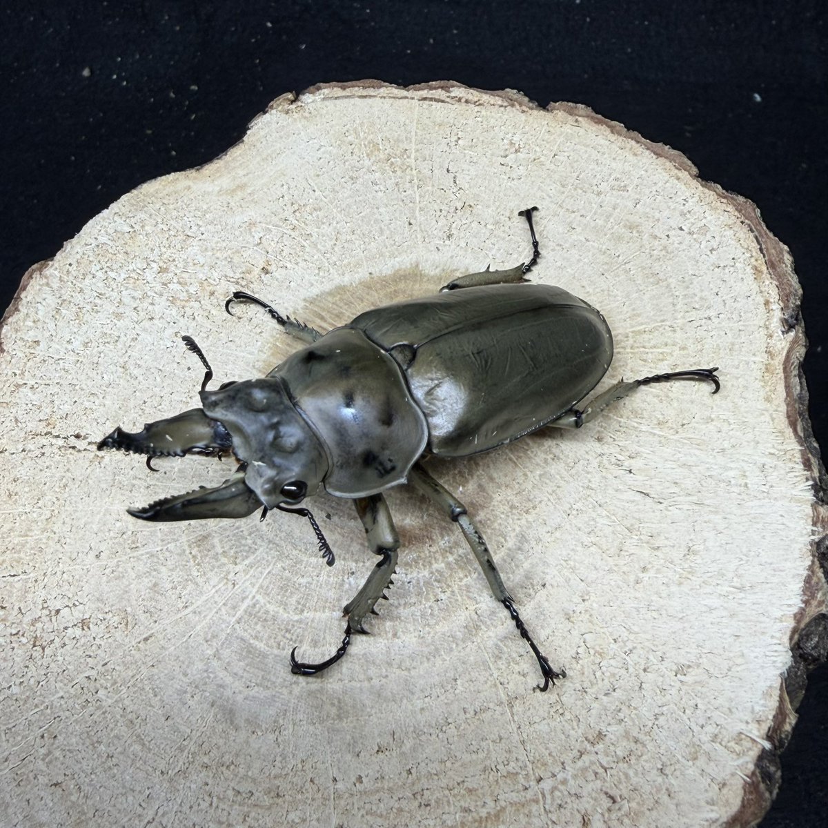 かぶぶくわわ (@mushi_lowkun) / Posts / X