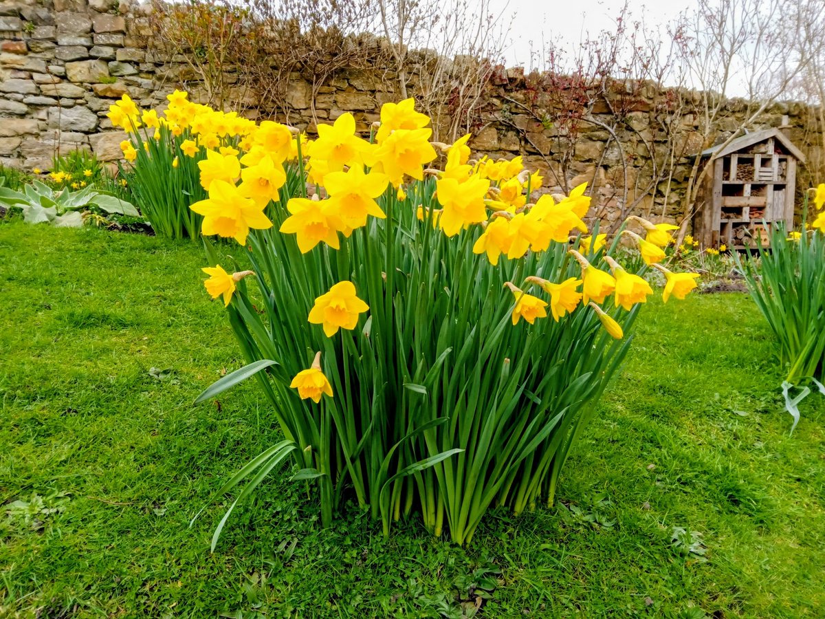 Words_by_B's tweet photo. Joni & I
gaze at spectral sky
looking at clouds from
both sides now
#cataract nebula
obscure the sun
& yet
on England's green hills
the #splendour of spring
has sprung
daffodils dazzle
pretty primrose please
my eyes
rapturous birdsong ascends
beckoning #timid sunlight
#vss365 https://t.co/ba1qDaxVN4