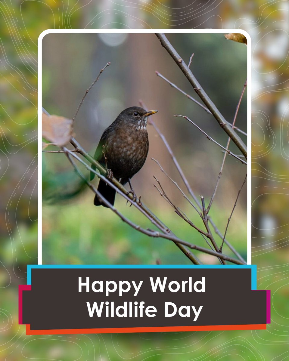 Avon Tyrrell tweet media