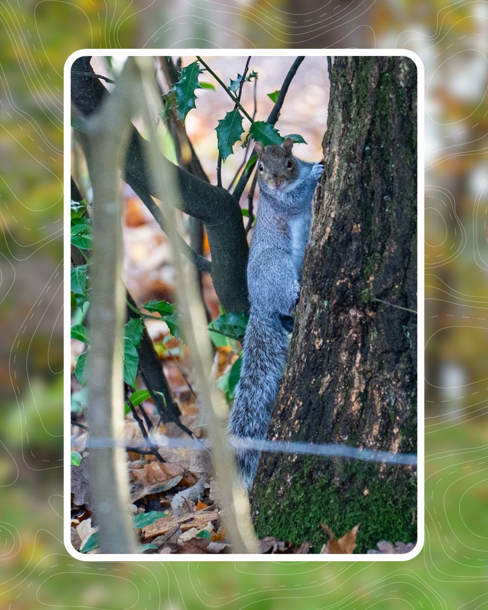 Avon Tyrrell tweet media