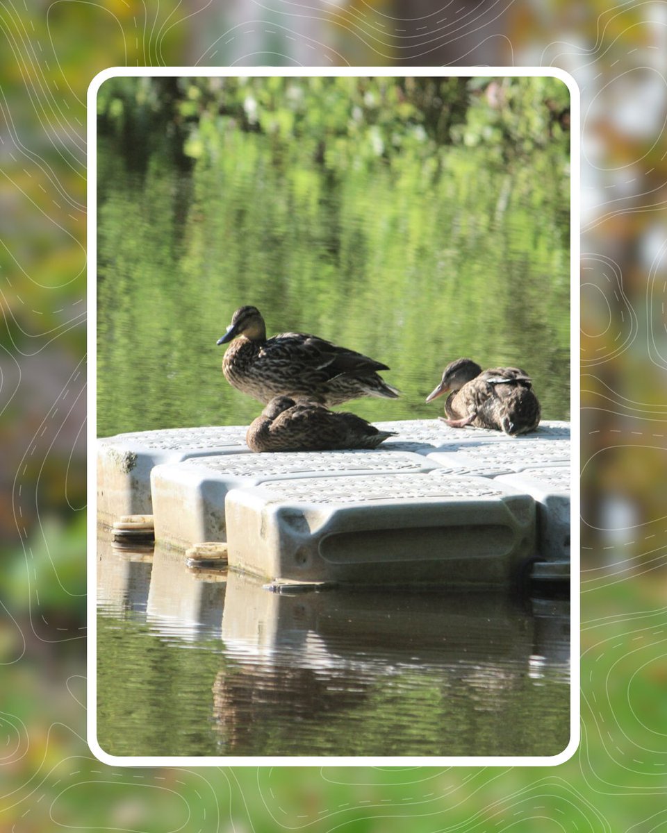 Avon Tyrrell tweet media