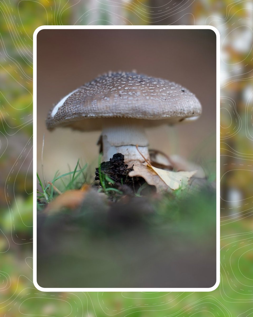 Avon Tyrrell tweet media