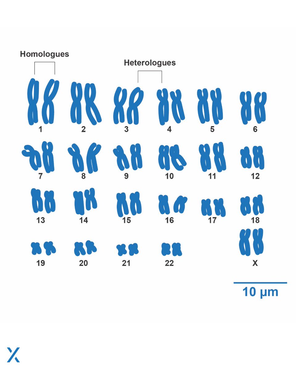 This diagram highlights the key differences between mitosis and meiosis, showing how cells duplicate and divide their genetic material. Mitosis produces two identical diploid cells for growth and tissue repair, while meiosis involves two rounds of division that generate four
