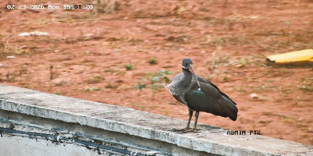 Tommy Isaac tweet media