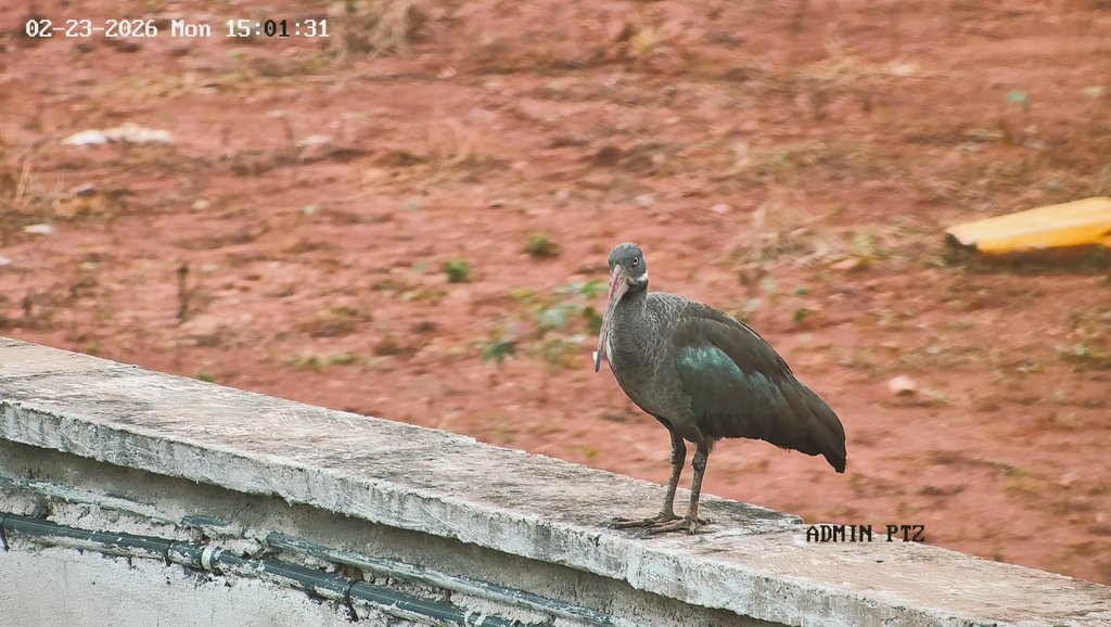 Tommy Isaac tweet media